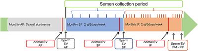 Application of ultrasound technique to evaluate the testicular function and its correlation to the sperm quality after different collection frequency in rams